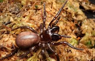 3. Australian Funnel-Web Spider (Hadronyche modesta)