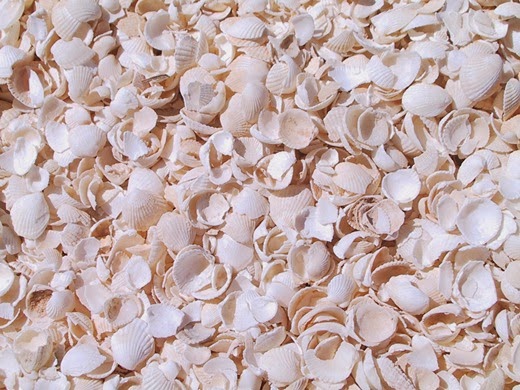 Shell beach in Australia