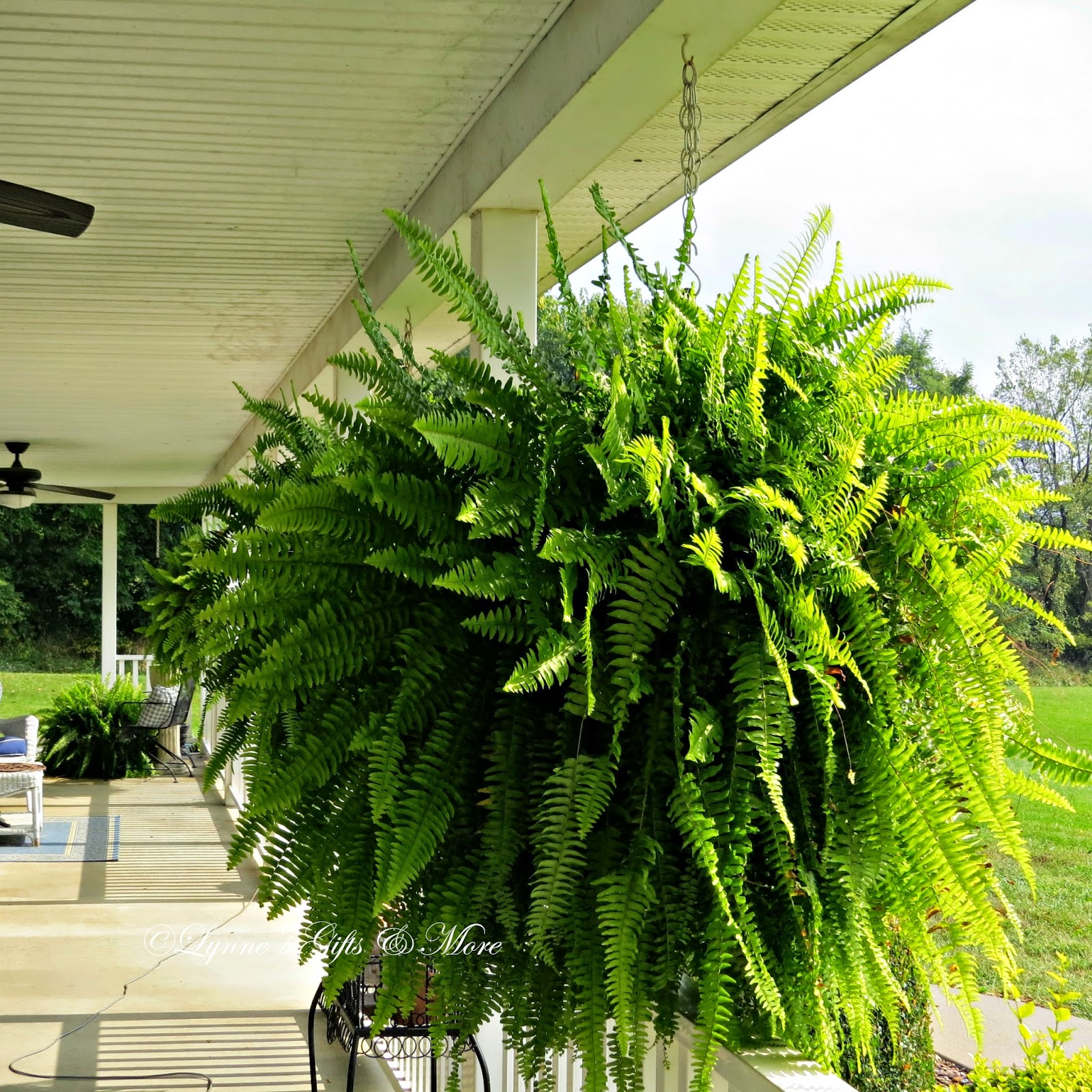 Lynne's Gifts From the Heart Late Fall Boston Ferns on the Front Porch