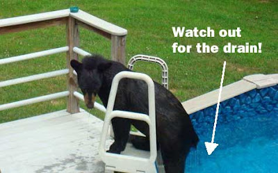 Black bear climbing out of a home swimming pool with white type above, Watch out for the drain!