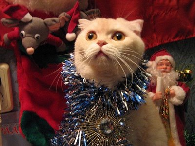 zoo animals funny christmas animals pictures images 2012 funny christmas animal