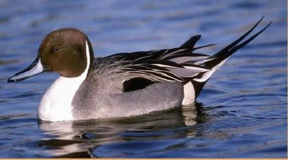 Northern Pintail Pictures