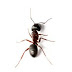 Carpenter Insect Control
