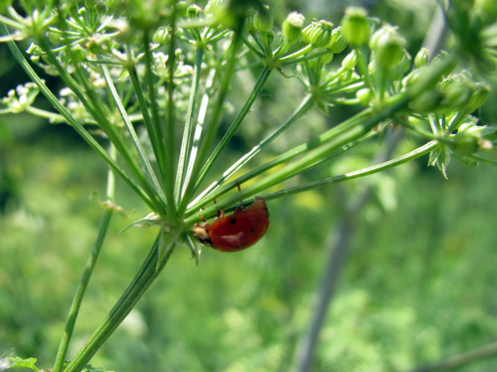 Poison Ladybug
