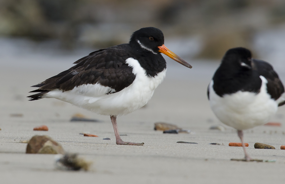 Ostrero euroasiatico, Haematopus ostralegus, Eurasian oystercatcher Ostrero euroasiatico, Haematopus ostralegus, Eurasian oystercatcher