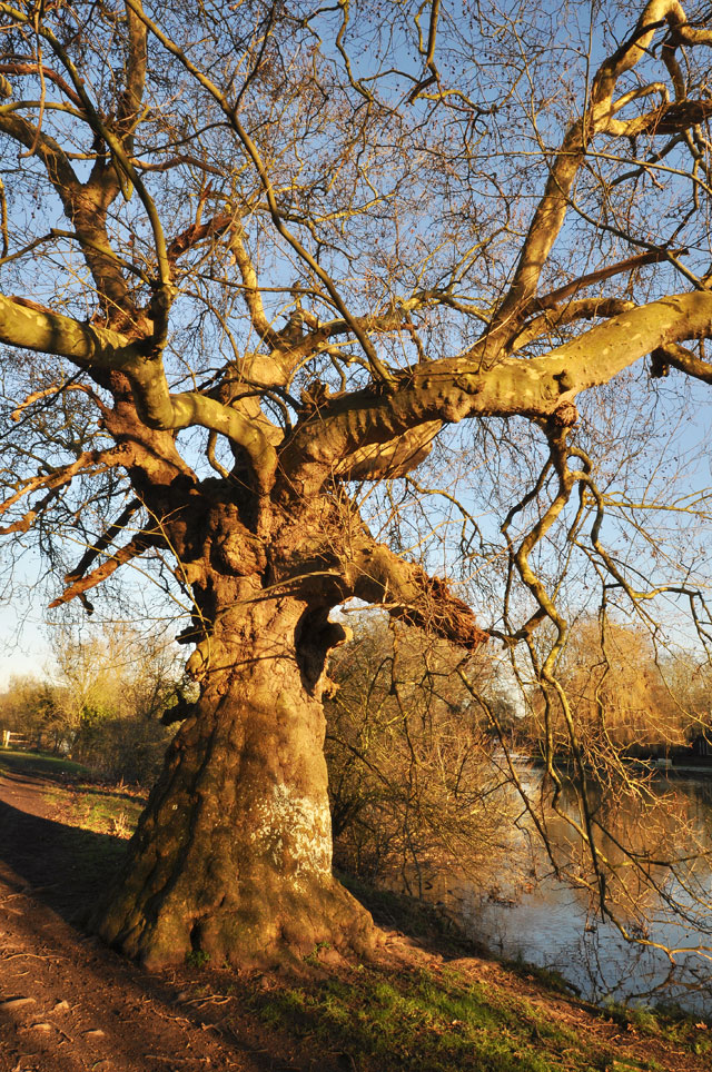 Rob Bowker Photography Plane pollard, Shiplake