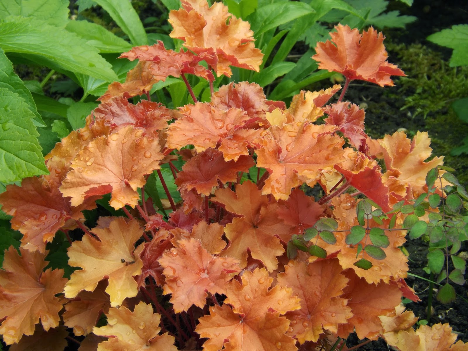 How To Grow Spiraea Japonica Goldflame The Garden Of Eaden