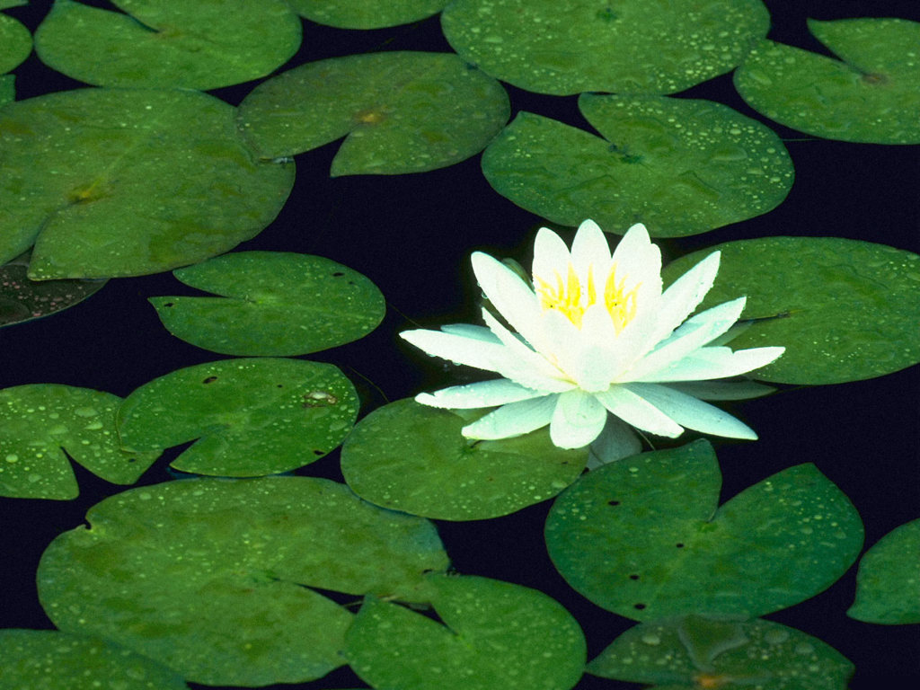 High Definition Wallpapers Free Moving Wallpapers