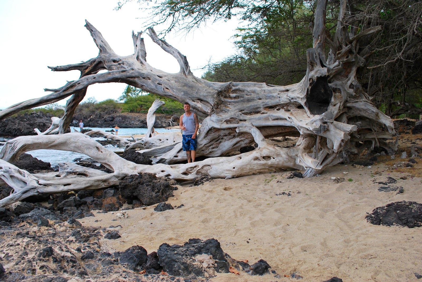 Aloha Joe in Hawaii World's Largest Driftwood in Hawaii