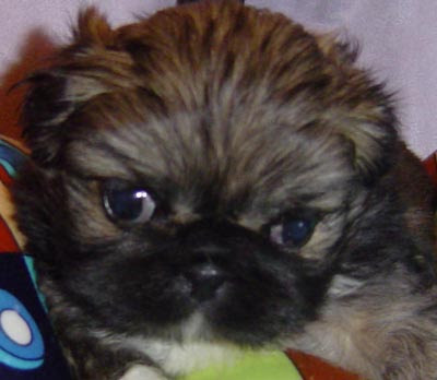 Shih+tzu+mixed+puppies+for+sale