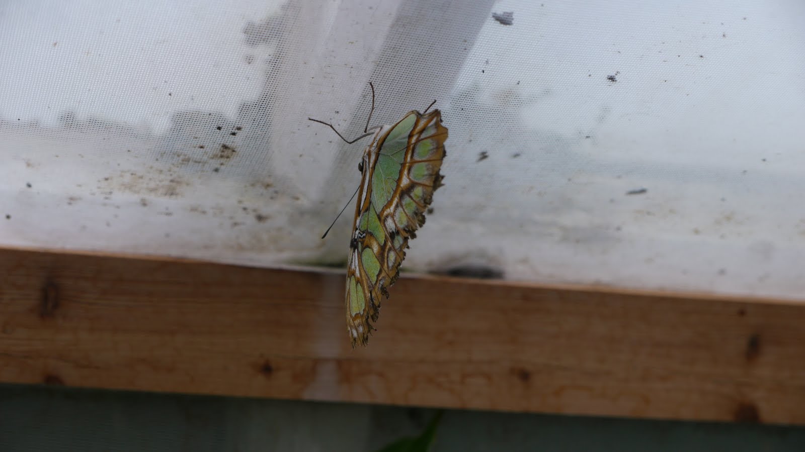 Blenheim Palace Butterfly House Britain All Over Travel Guide