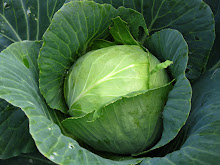 Cabbage