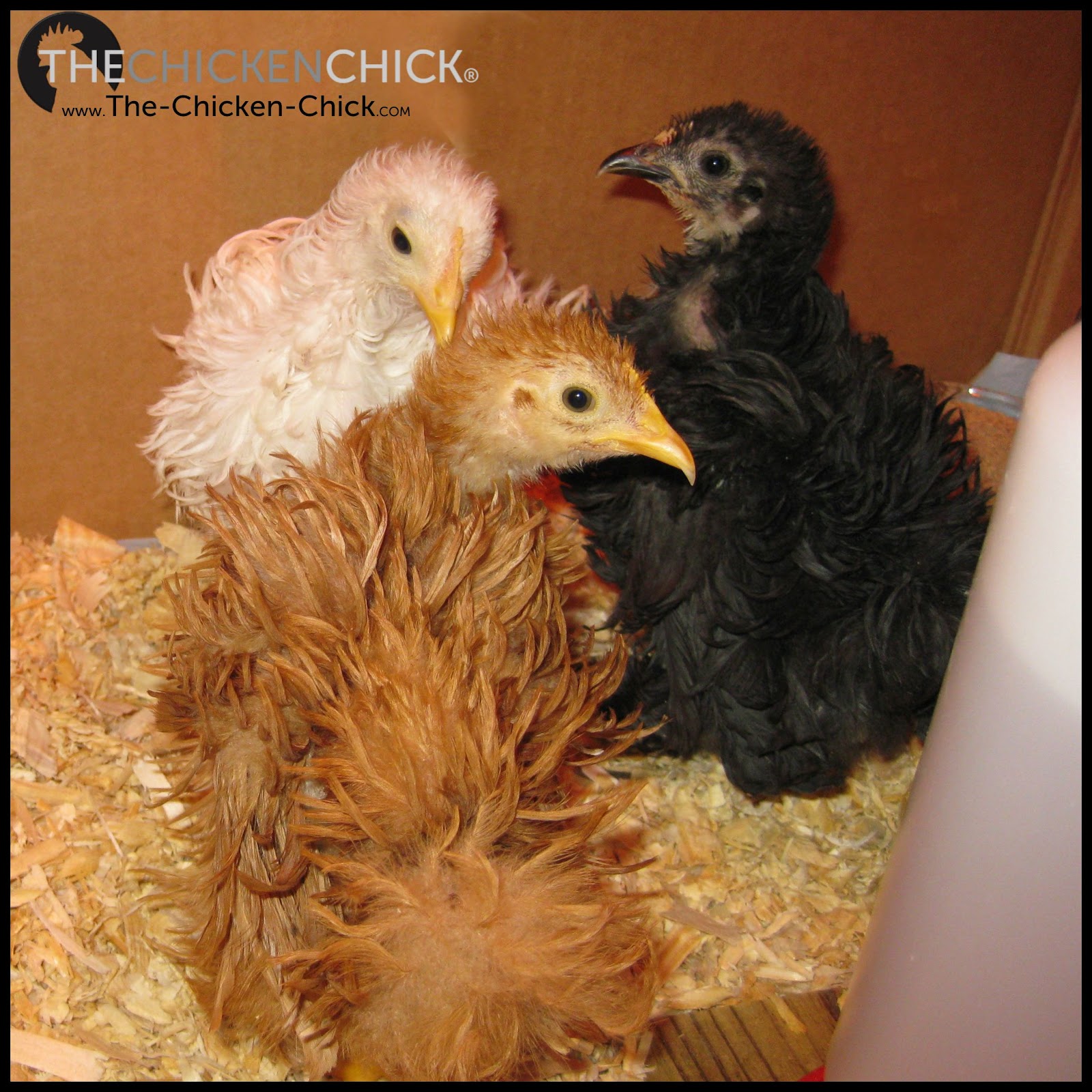 How to Reform a Bully Chicken The Chicken Chick®