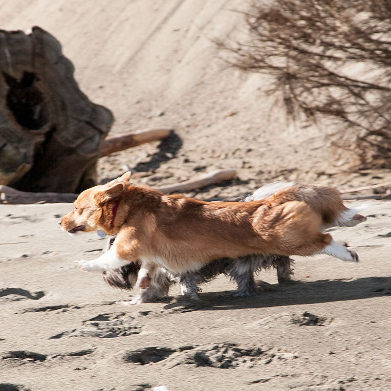 Dogs at double bluff off leash dog beach Dogs at double bluff off leash dog beach