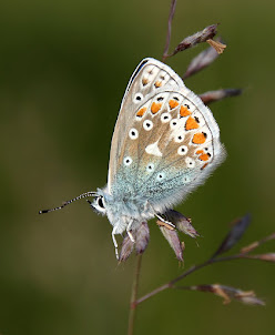 Common Blue