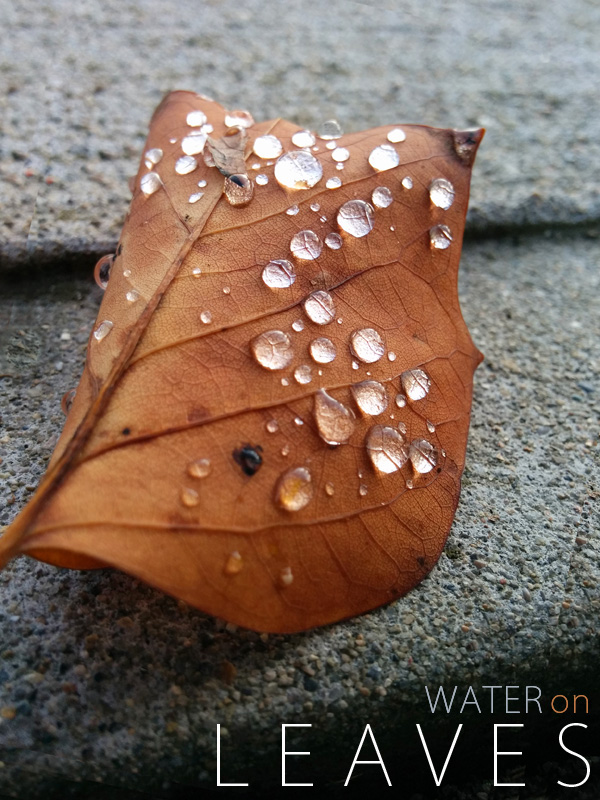 Nessy Designs Water on Leaves