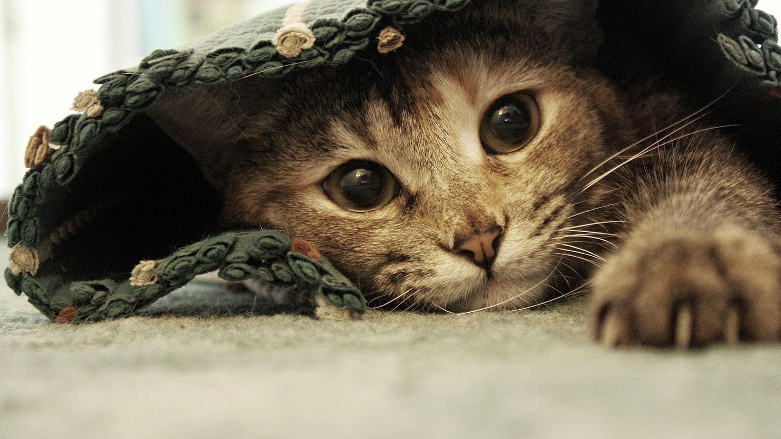 Jika Kamu Adalah Kucing Foto Kucing Lucu Mana Yang Akan Kamu Jadikan Profil Picture Youthnesia