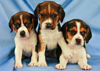 welcome dog lovers the dog blog dog breeds training fluorescent light glows at ends