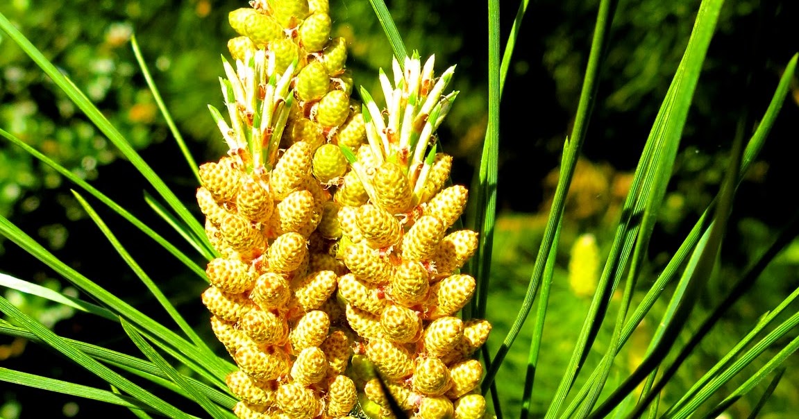 Star Essence Blog Making the Pine Essence The Whole Pine Tree Kingdom