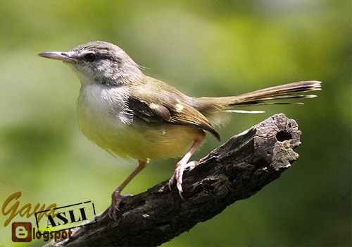 Tips Perawatan Saat Memelihara Burung Ciblek Burung Ciblek