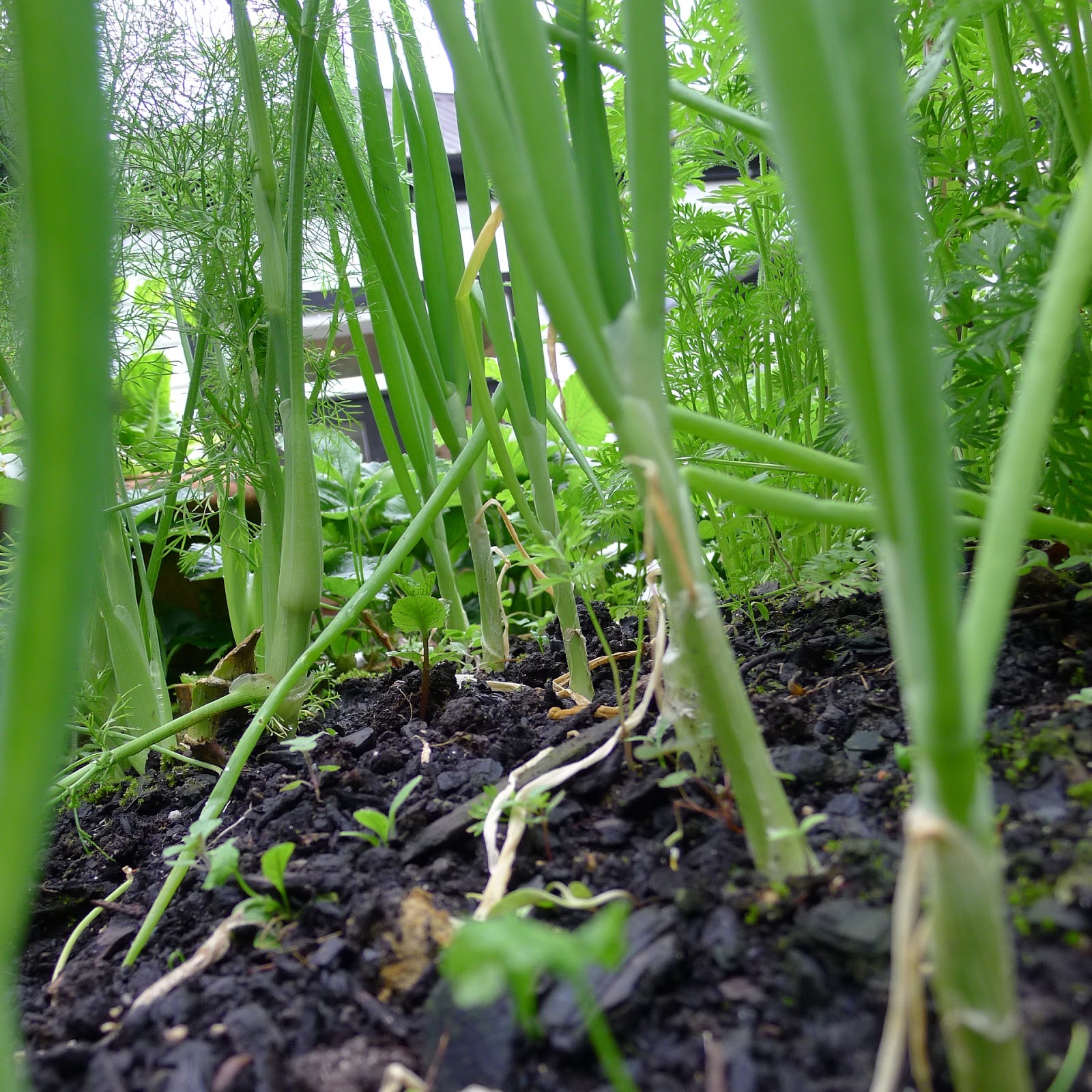 Five Course Garden Green Onions 101