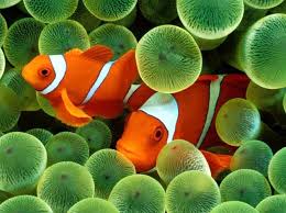 Gambar Ikan Badut Gambar Ikan Badut