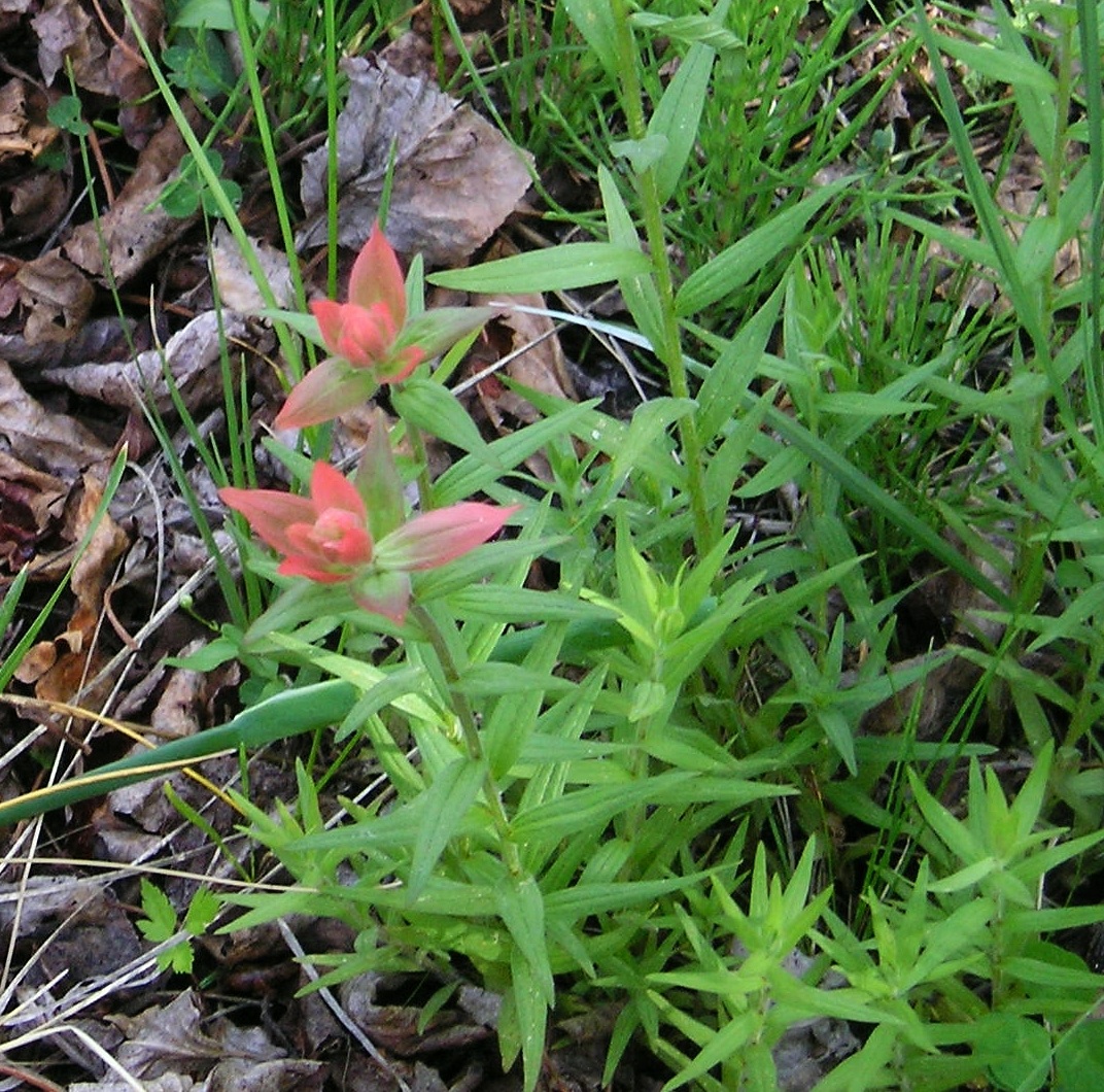 Medicinal Plants of Johnson County, Wyoming Scarlet Paintbrush