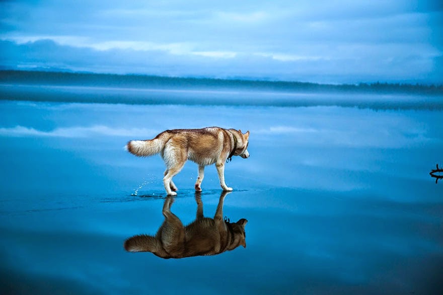 Image Result For Siberian Husky For Image Result For Siberian Husky For