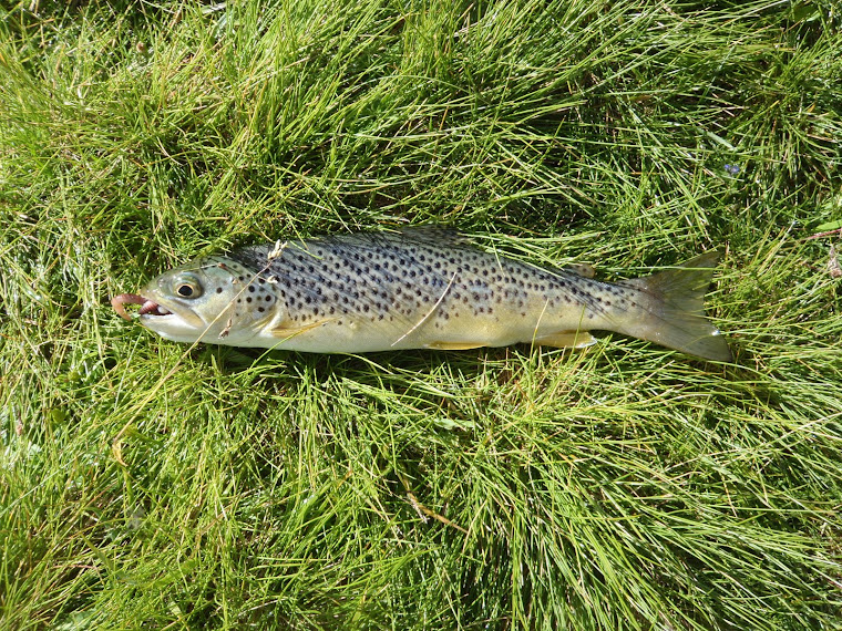 Truite fario du lac Lautier (Valgaudemar 05).