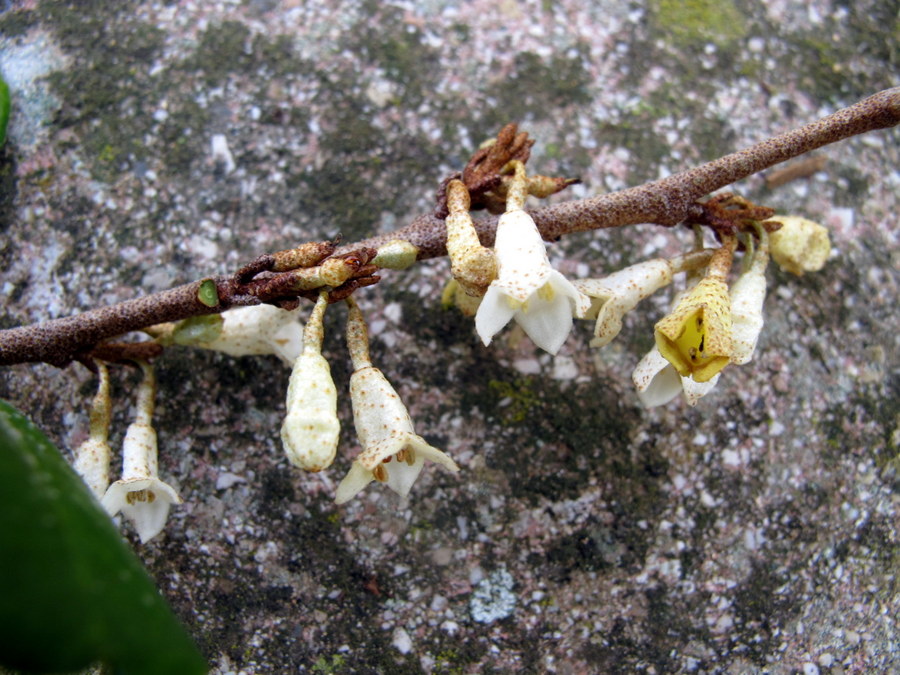 Flora Nel Salento E Anche Altrove Elaeagnus X Ebbingei Boom