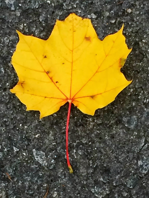 Yellow Leaf  © Kim Moulder, All Rights Reserved.