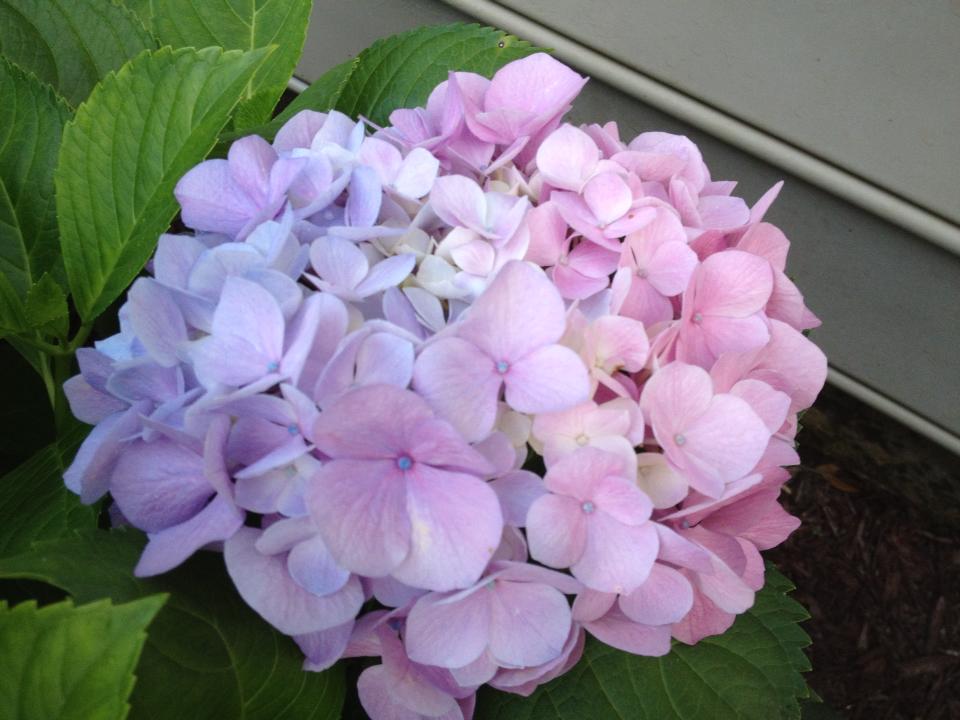 Sweetwater Style Hydrangeas In The House Tips For Making Them Last