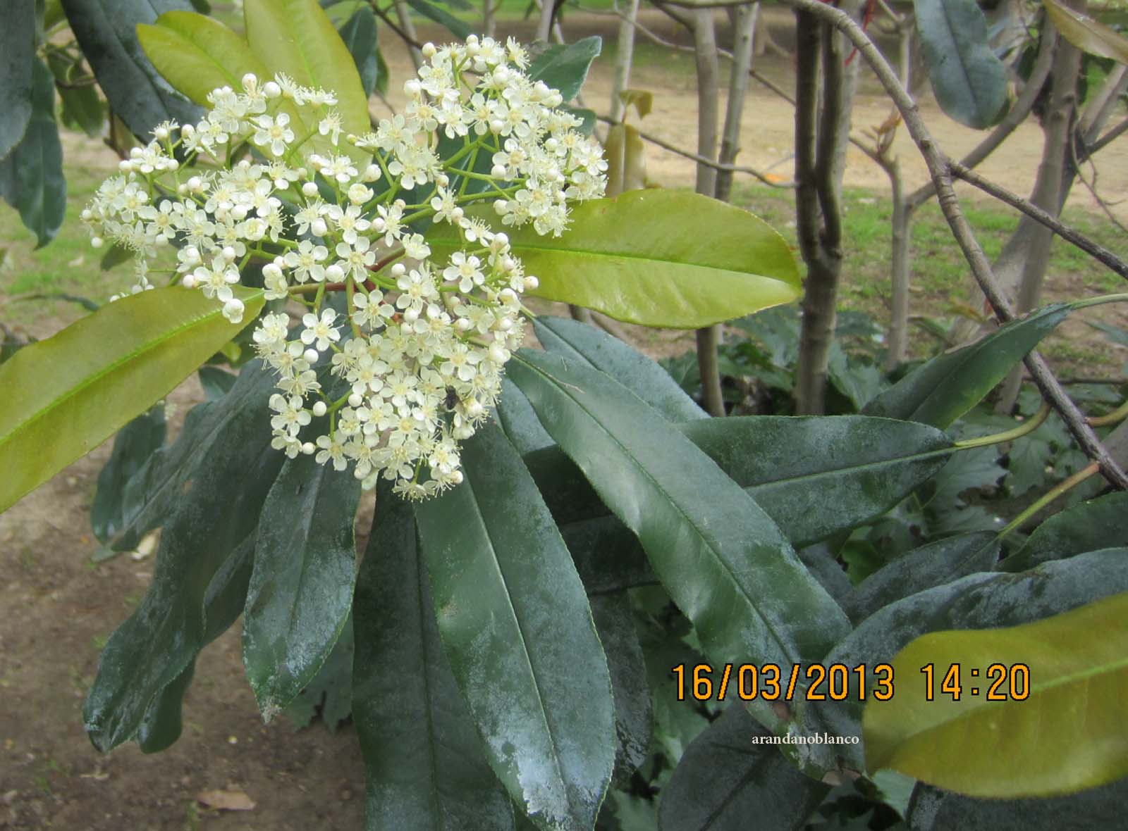 Arboles Con Alma Fotinia Fotinia Photinia Glabra
