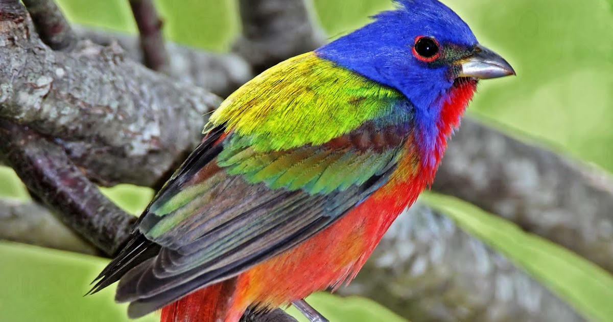 David McDonald Photography Bulletin 136 migration 2