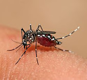 MOH-KKM,AEDES,DEMAM PANAS TIBA-TIBA,CIRI DENGGI TERUS KEKLINIK,NU-PREP 100 TIADA RUANG DEMAM PANAS