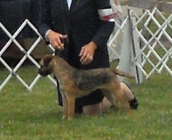 Border Terrier Specialties