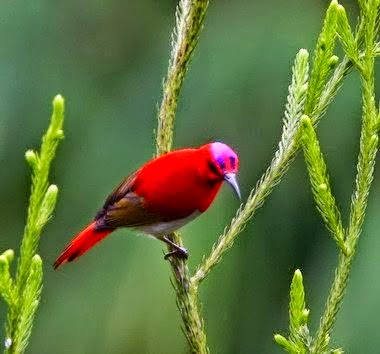 Foto Burung Kolibri Merah Jantan