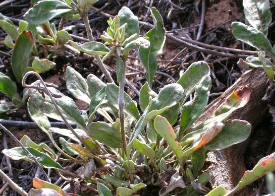 Spring Spring Spring Spring