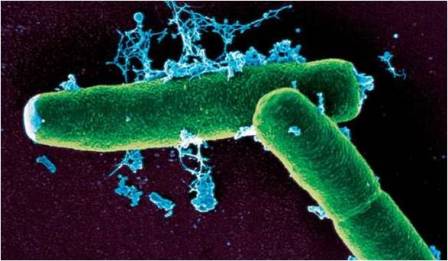 Bacterial Diseases in Humans, Animals and Plants | Microbiology Notes