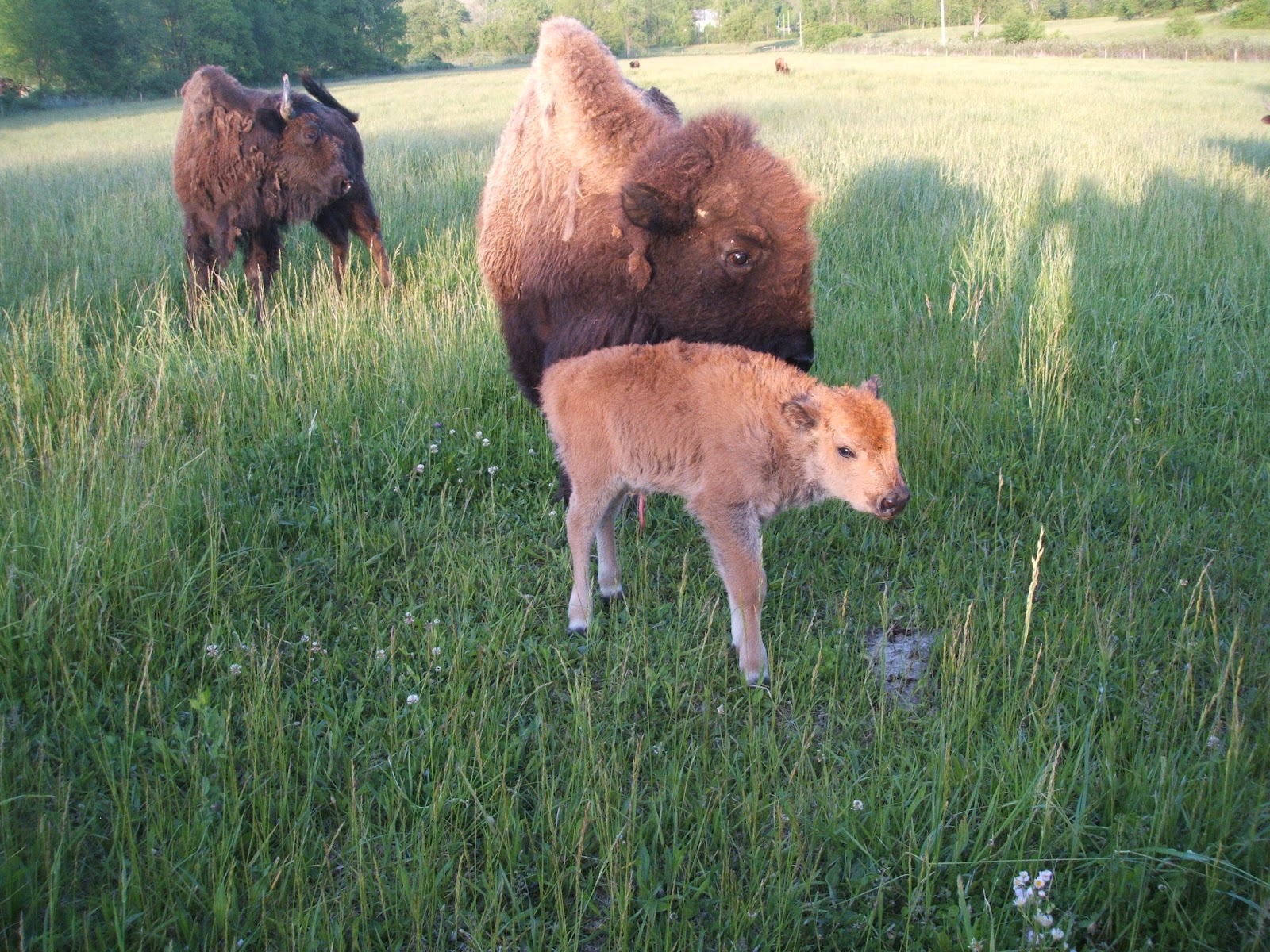 bison with baby