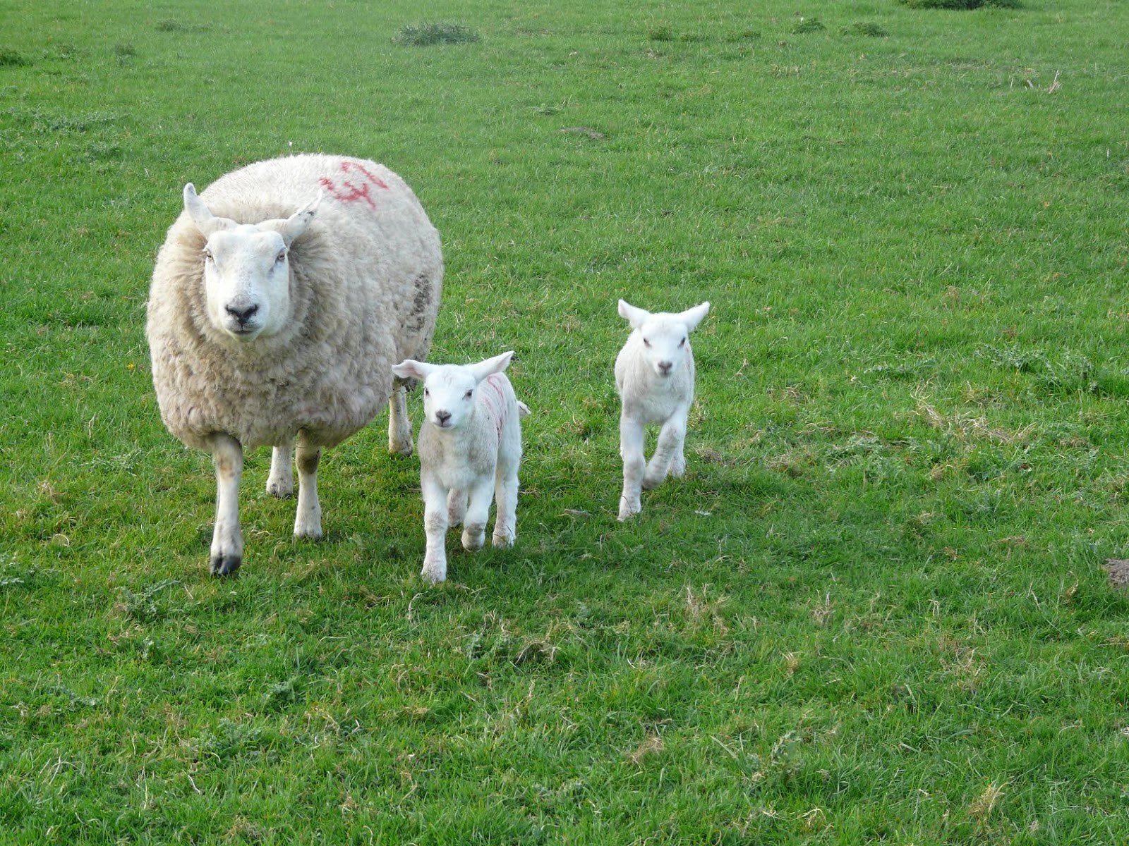 Facts about Lambs and Sheep