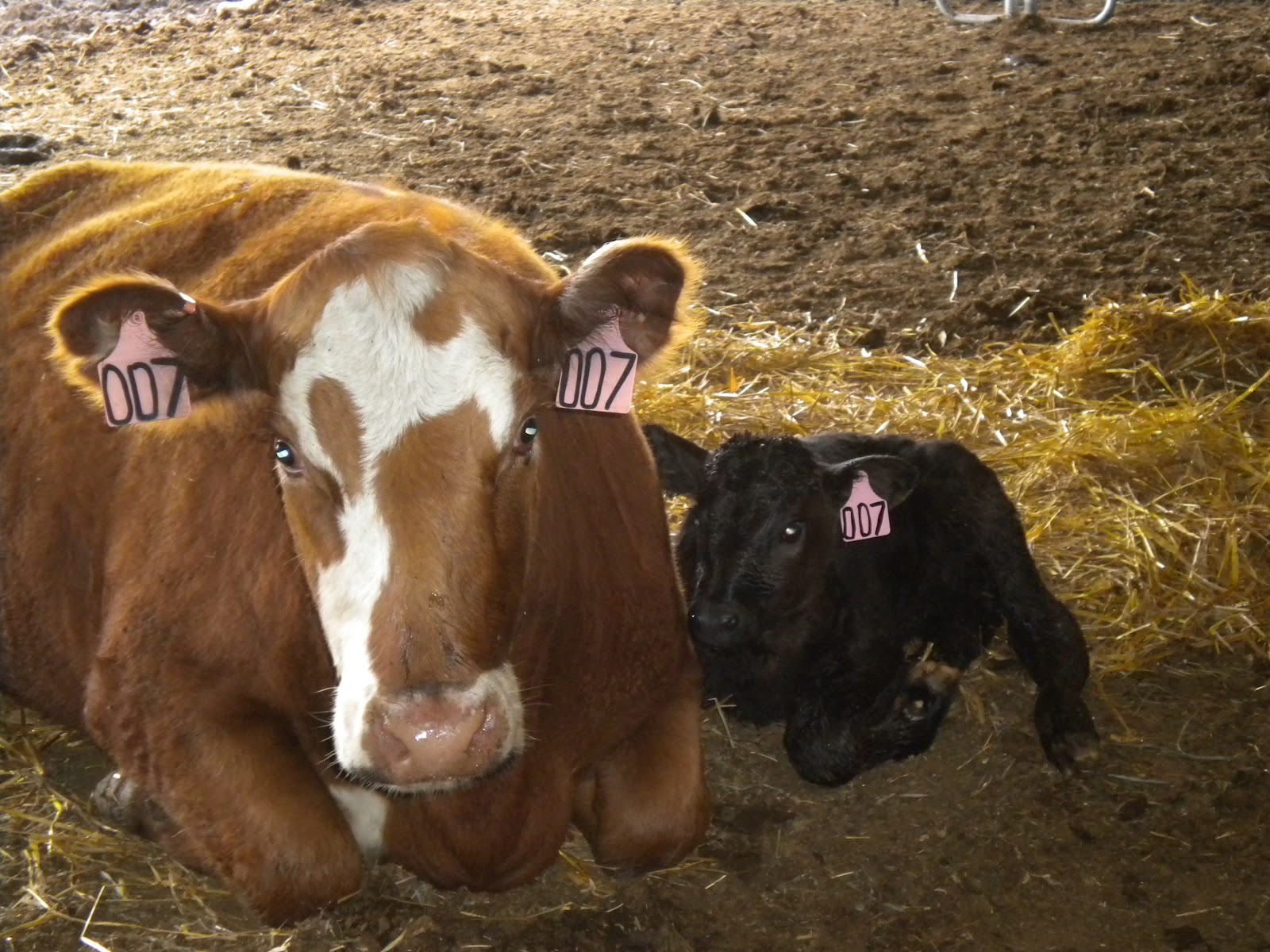 Where Corn Grows and Cattle Graze Why we Tag our Cattle....