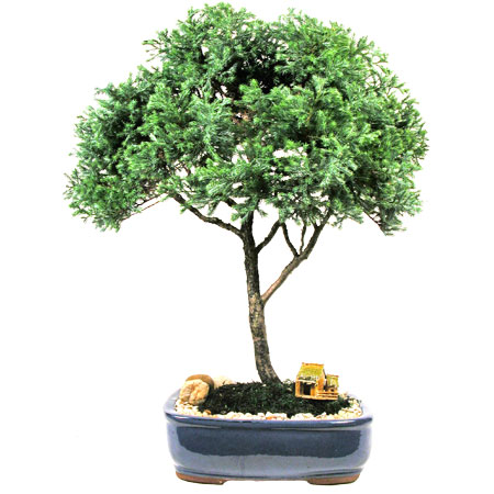 Dappled Willow Hakuro Nishiki Tree Form Planted 2019