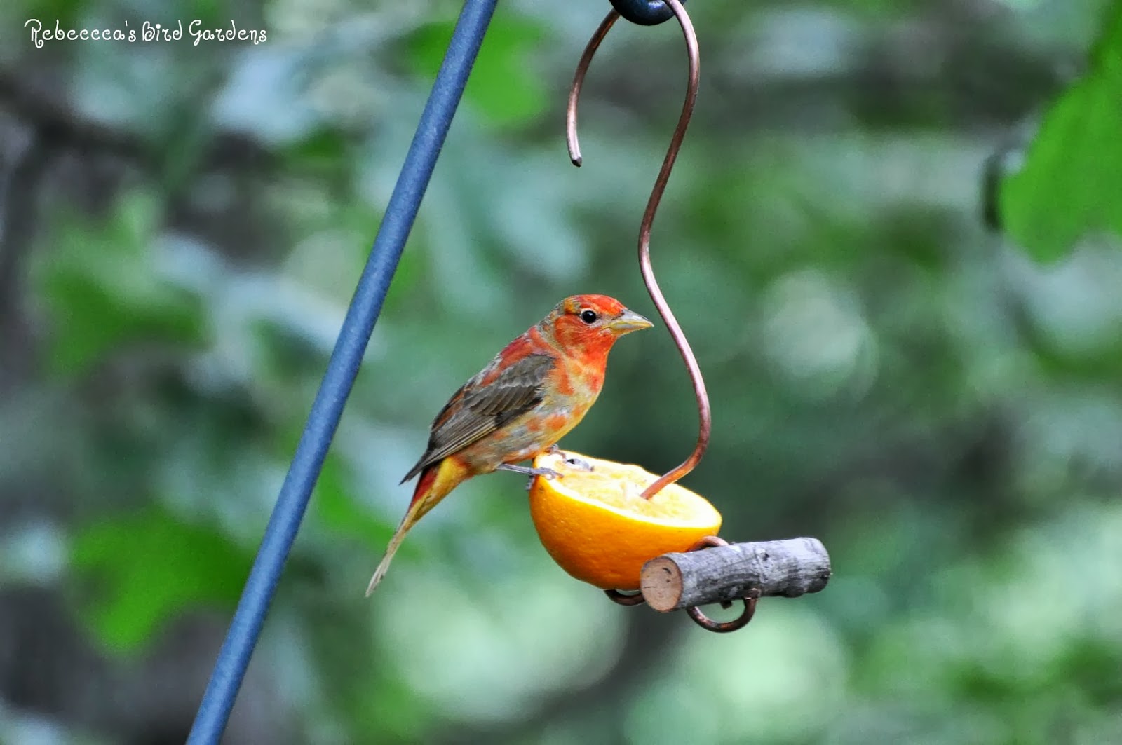 rebecca s bird gardens blog diy fruit and hummingbird feeders rebecca s bird gardens blog diy fruit and hummingbird feeders