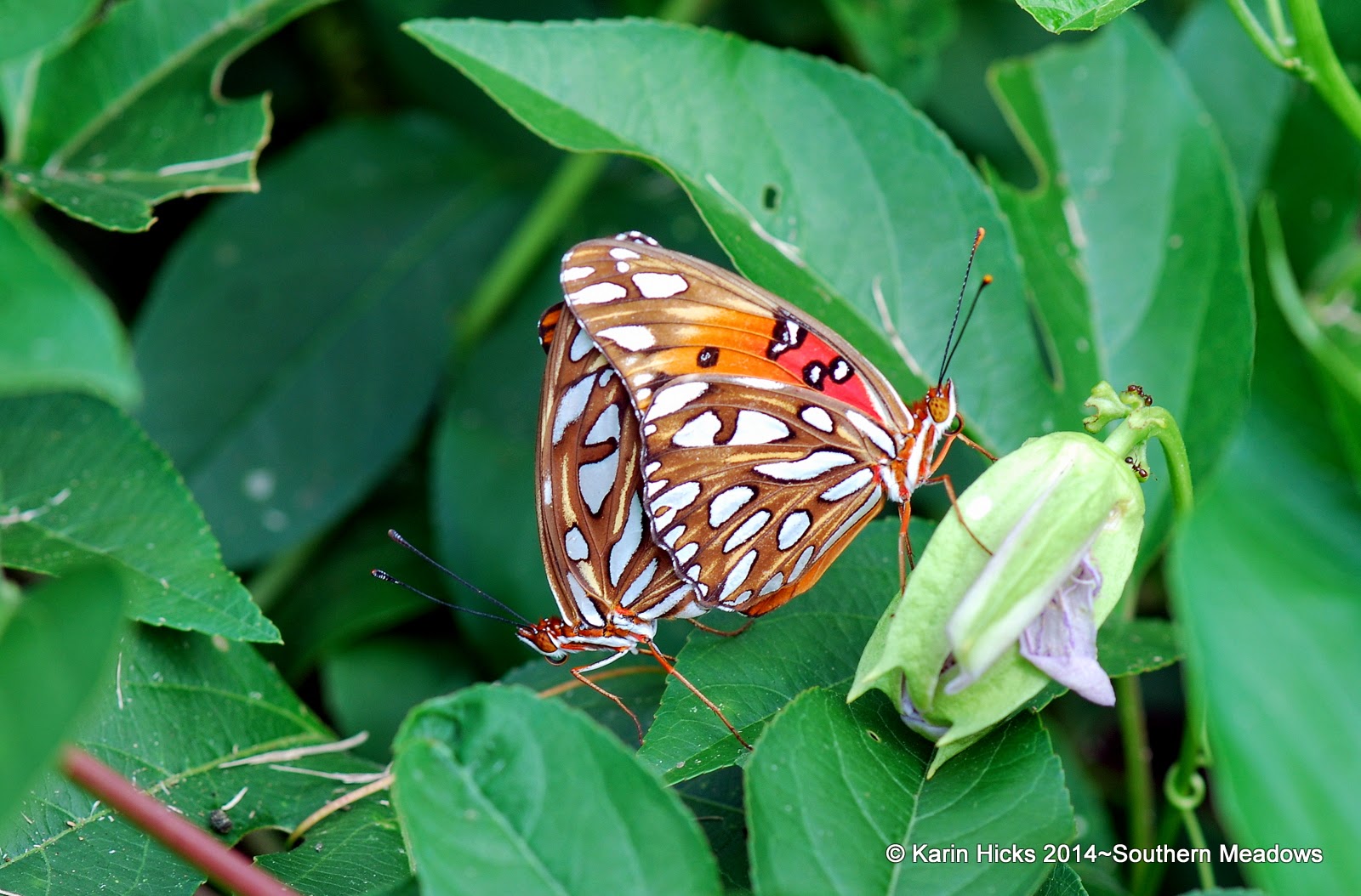 gulf fritillary butterflies mating