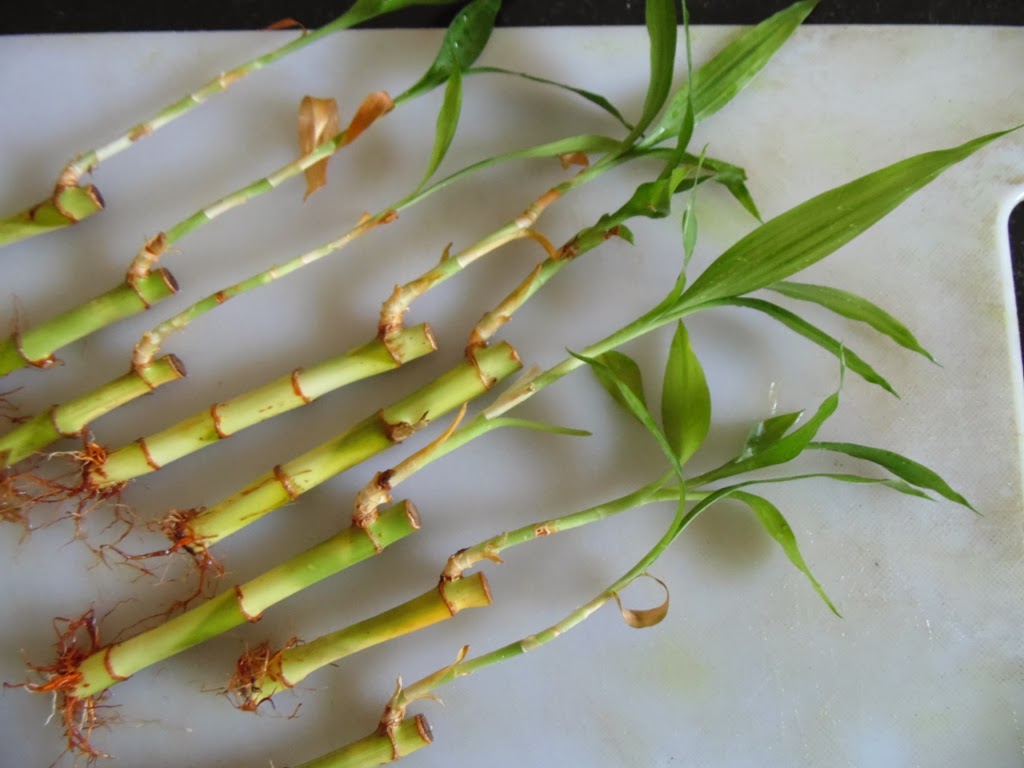 Design Green India Best tips for propagating Lucky bamboo