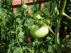 Laura's Tomatoes