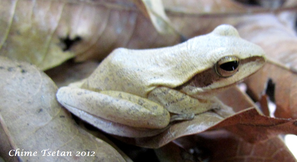 Watch White Frog Streaming Watch White Frog Streaming