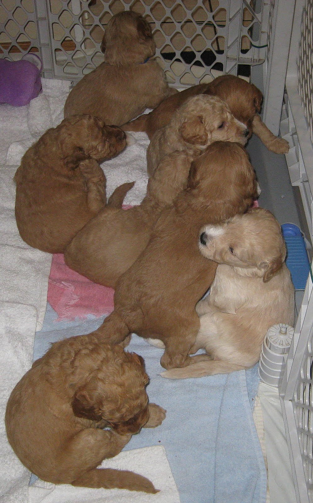 Labradoodle Puppies Austrailian Multigen Labradoodle PuppiesNorthern CA