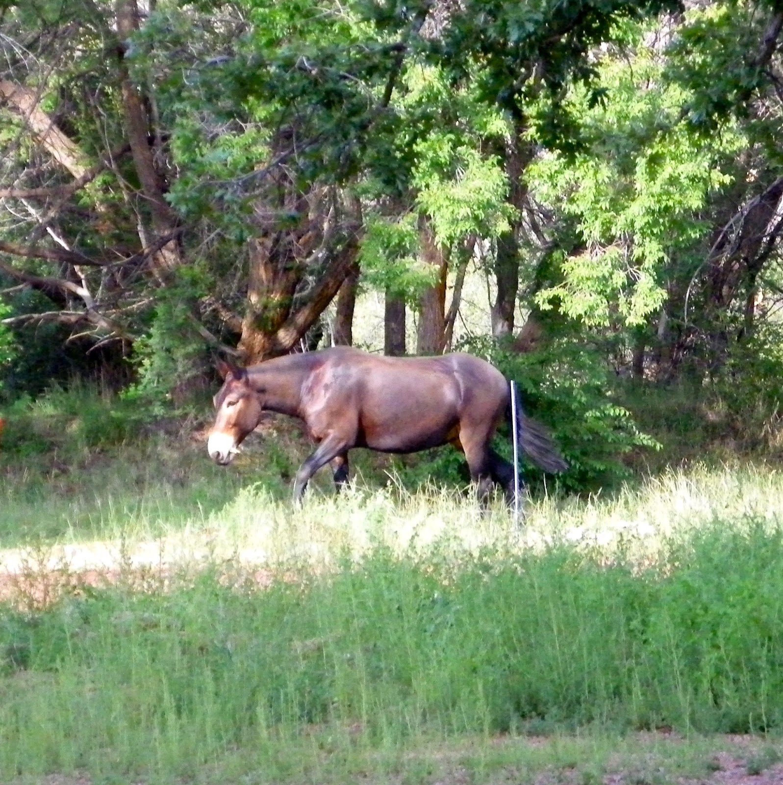 Otowi Turkey Creek Ranch 8/5/13